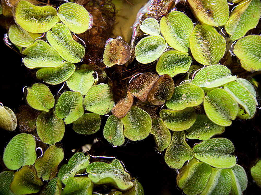 Water Spangles (Salvinia minima)