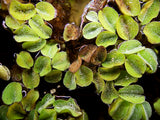 Water Spangles (Salvinia minima)