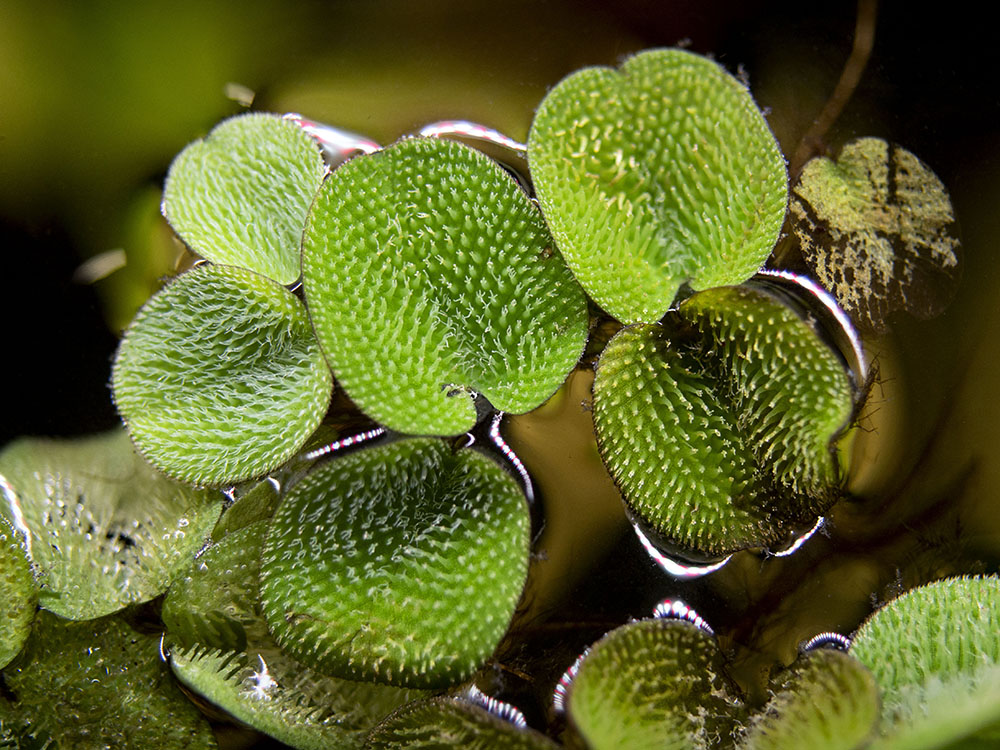 Water Spangles (Salvinia minima)