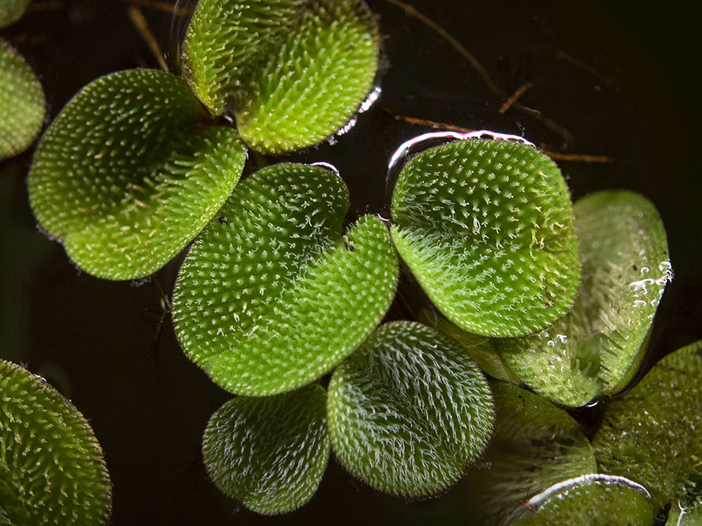 Water Spangles (Salvinia minima)