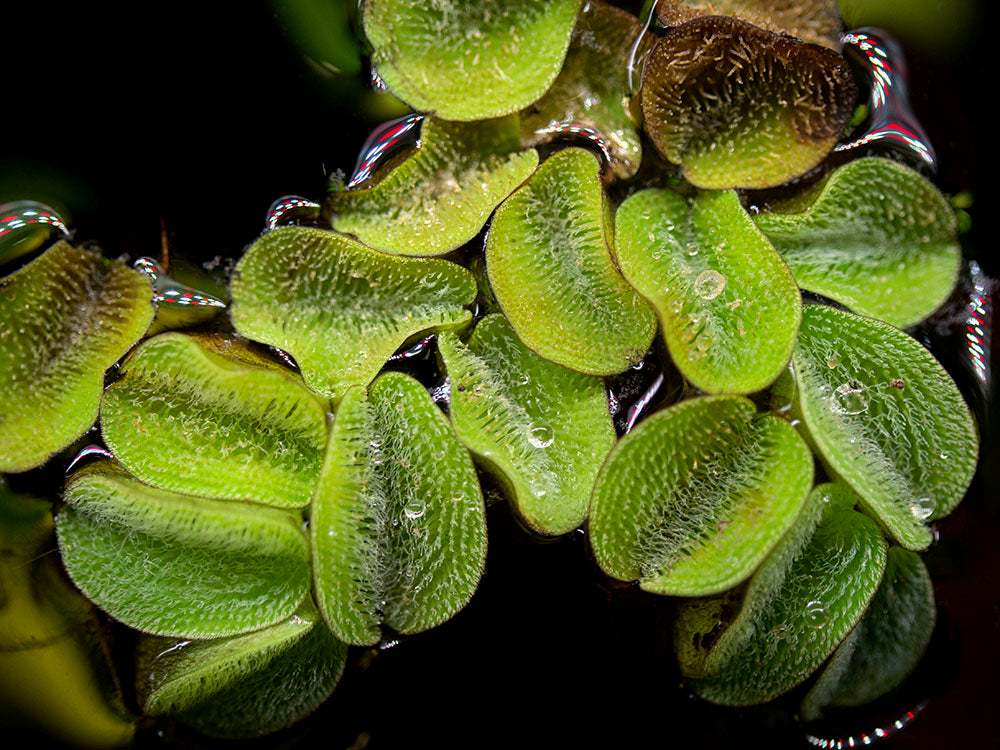 Water Spangles (Salvinia minima)