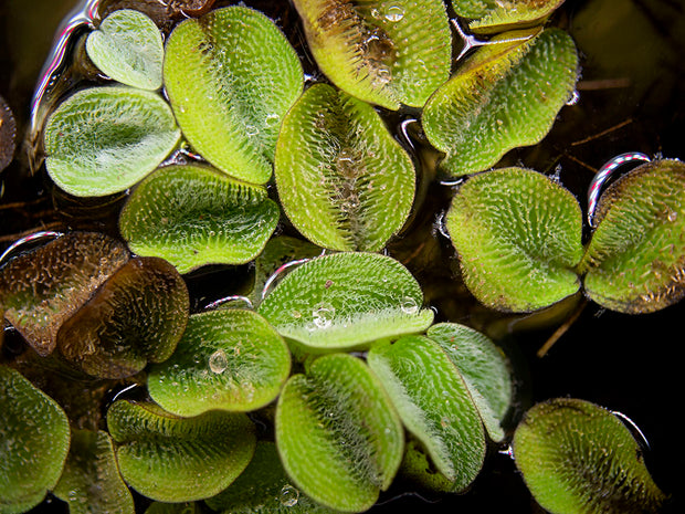 Water Spangles (Salvinia minima)