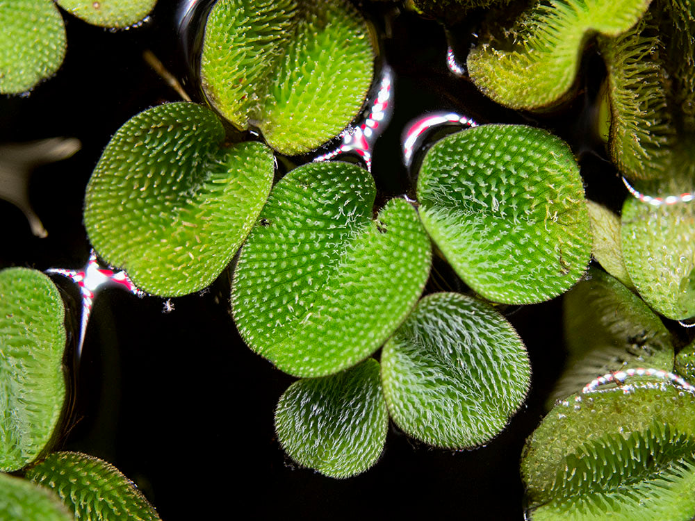 Water Spangles (Salvinia minima)