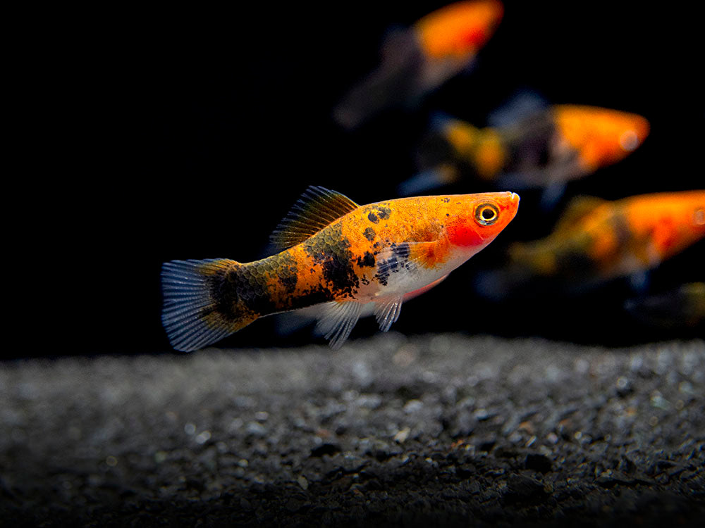Koi Sanke Swordtail (Xiphophorus helleri), Tank-Bred