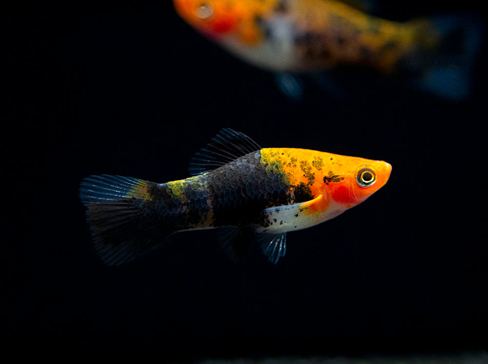 Koi Sanke Swordtail (Xiphophorus helleri), Tank-Bred