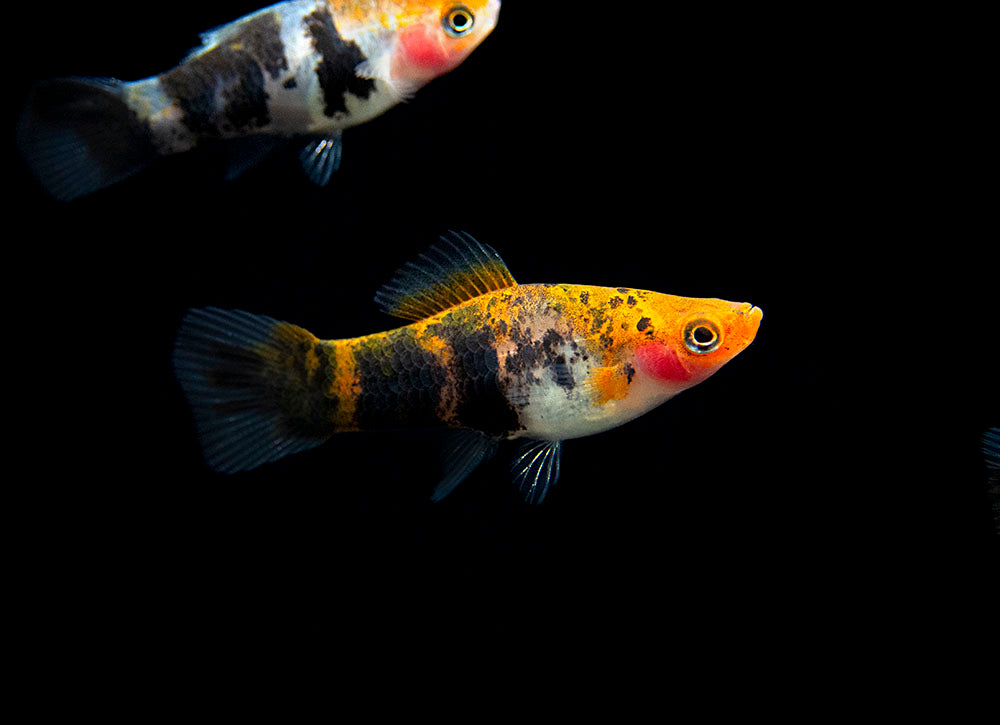 Koi Sanke Swordtail (Xiphophorus helleri), Tank-Bred
