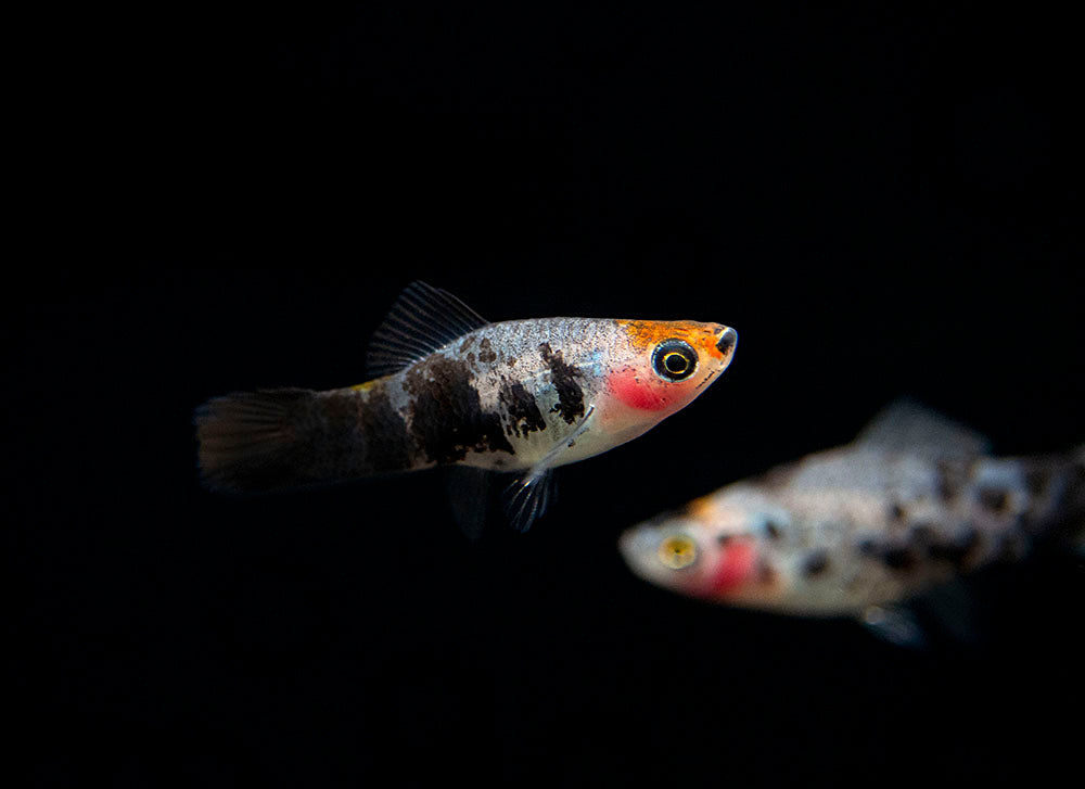 Koi Sanke Swordtail (Xiphophorus helleri), Tank-Bred