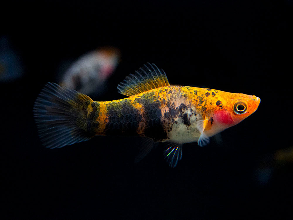 Koi Sanke Swordtail (Xiphophorus helleri), Tank-Bred