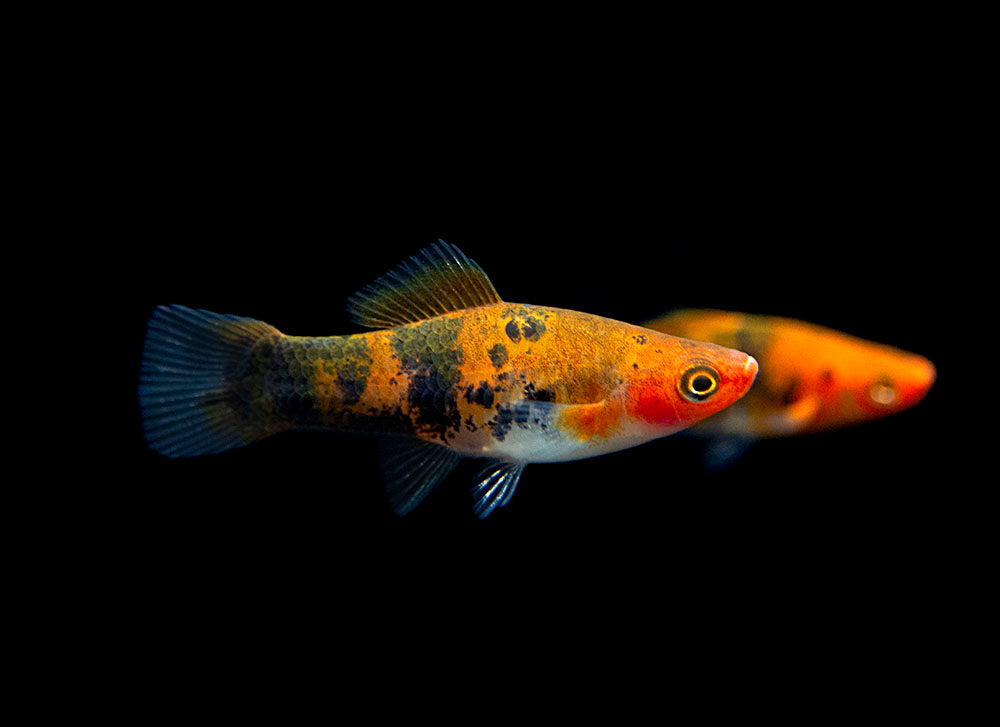Koi Sanke Swordtail (Xiphophorus helleri), Tank-Bred