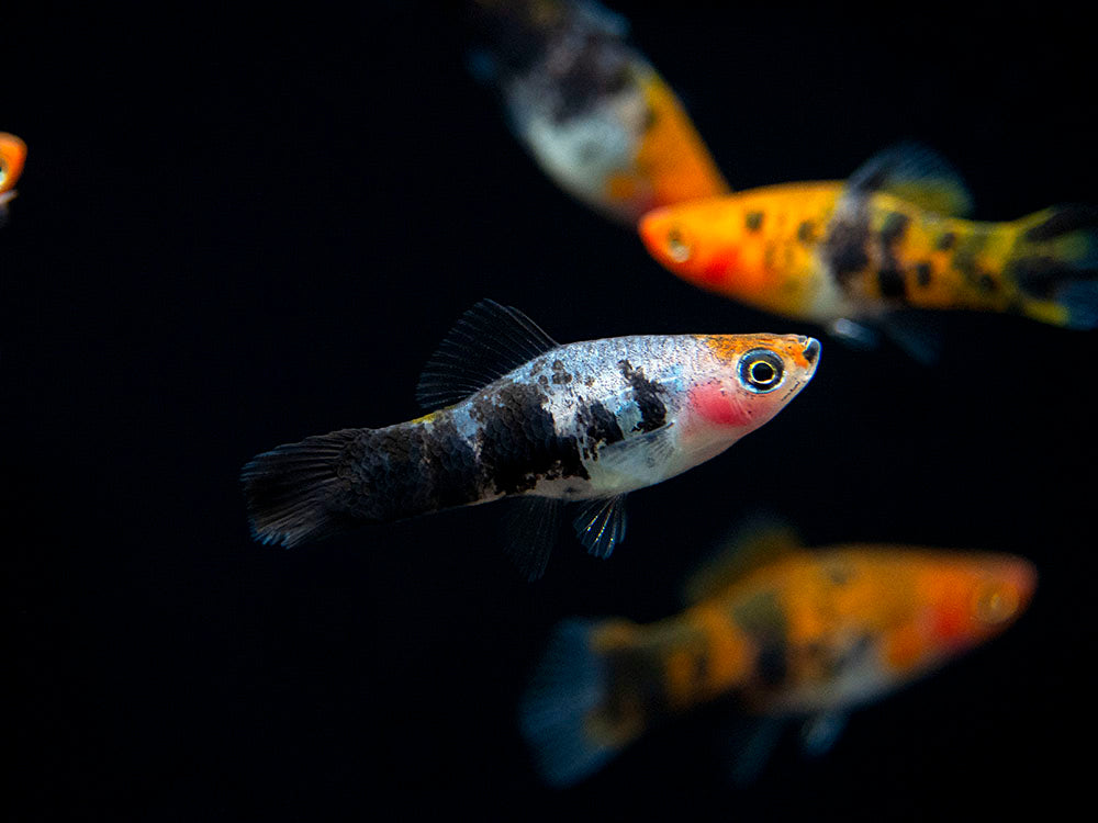 Koi Sanke Swordtail (Xiphophorus helleri), Tank-Bred