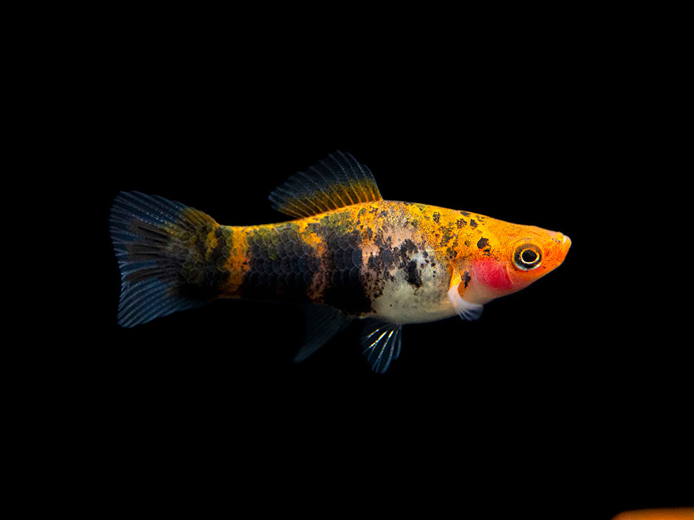 Koi Sanke Swordtail (Xiphophorus helleri), Tank-Bred