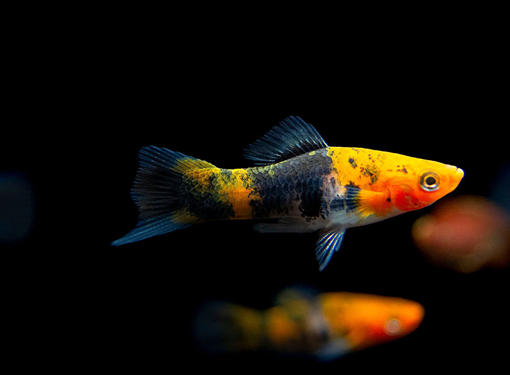 Koi Sanke Swordtail (Xiphophorus helleri), Tank-Bred
