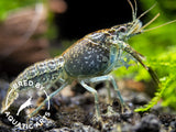 Sapphire Crayfish (Procambarus clarkii “Sapphire”), BREDBY: Aquatic Arts