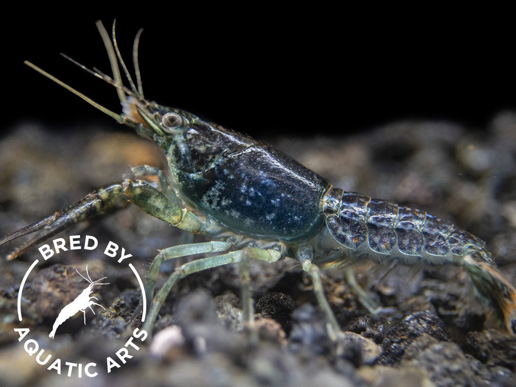 Sapphire Crayfish (Procambarus clarkii “Sapphire”), BREDBY: Aquatic Arts