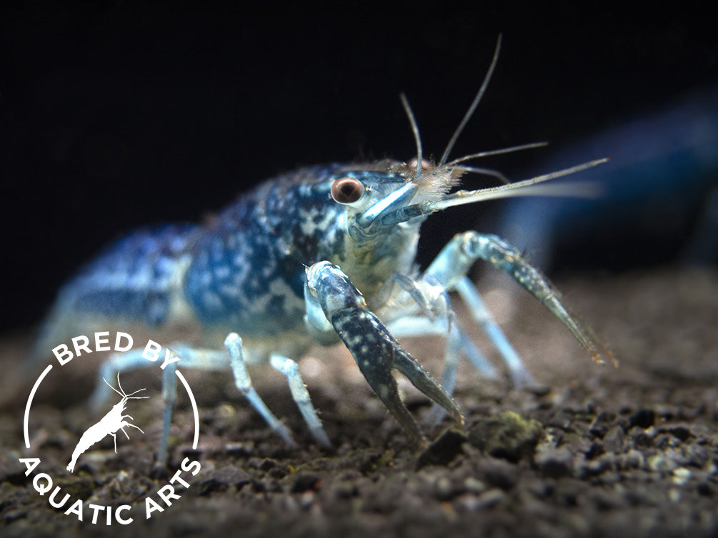 Sapphire Crayfish (Procambarus clarkii “Sapphire”), BREDBY: Aquatic Arts