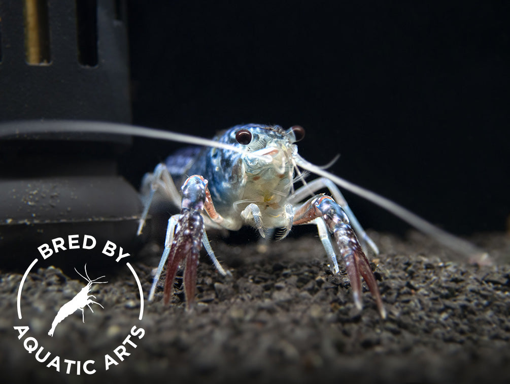 Sapphire Crayfish (Procambarus clarkii “Sapphire”), BREDBY: Aquatic Arts