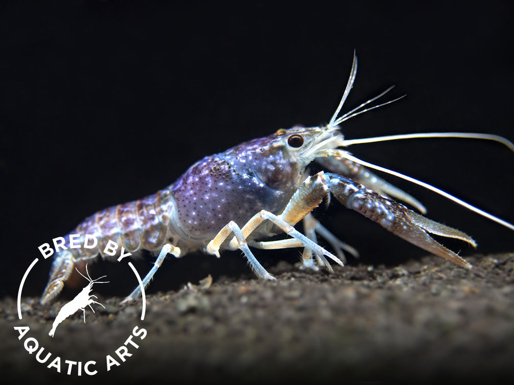 Sapphire Crayfish (Procambarus clarkii “Sapphire”), BREDBY: Aquatic Arts