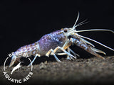 Sapphire Crayfish (Procambarus clarkii “Sapphire”), BREDBY: Aquatic Arts