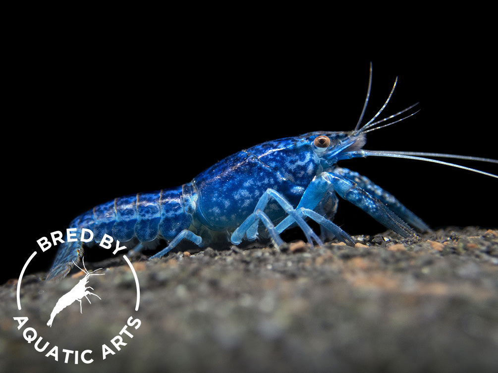 Sapphire Crayfish (Procambarus clarkii “Sapphire”), BREDBY: Aquatic Arts