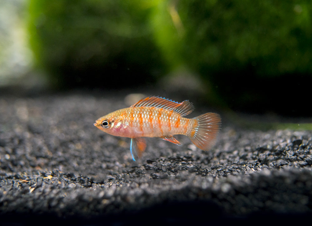 Scarlet AKA Gem Badis (Dario dario)