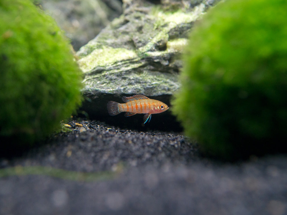 Scarlet AKA Gem Badis (Dario dario)