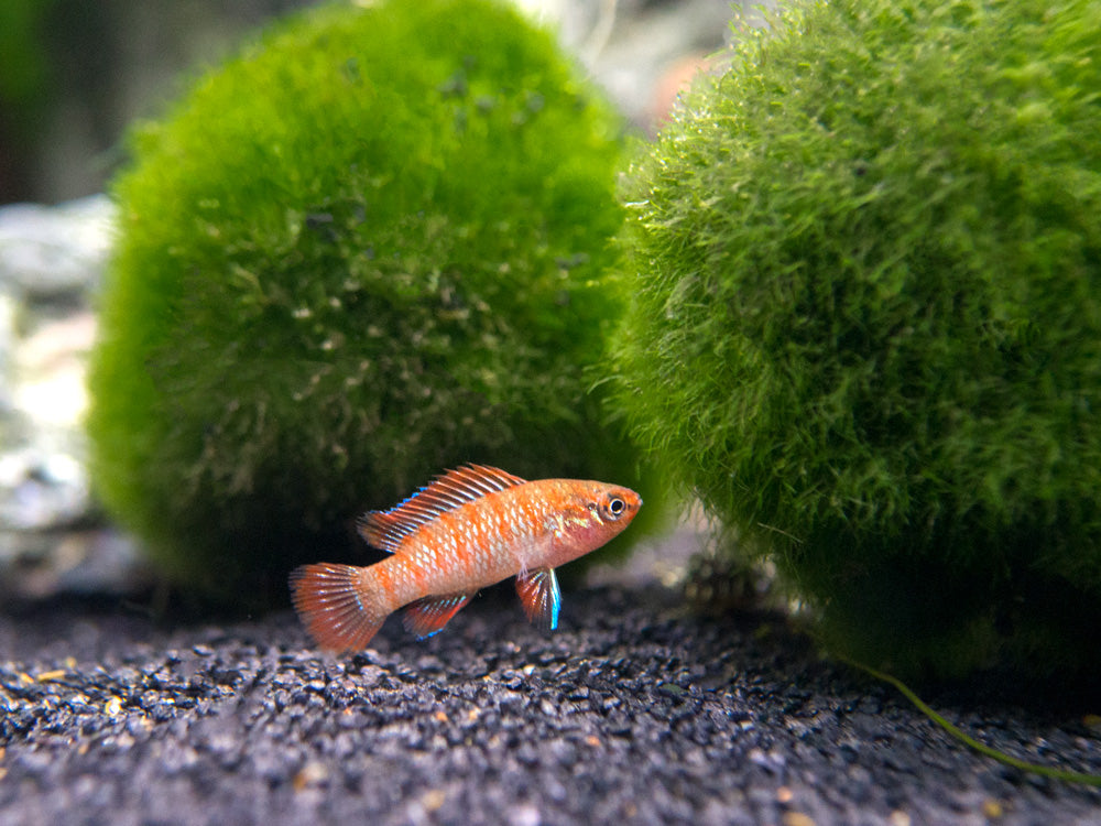 Scarlet AKA Gem Badis (Dario dario)