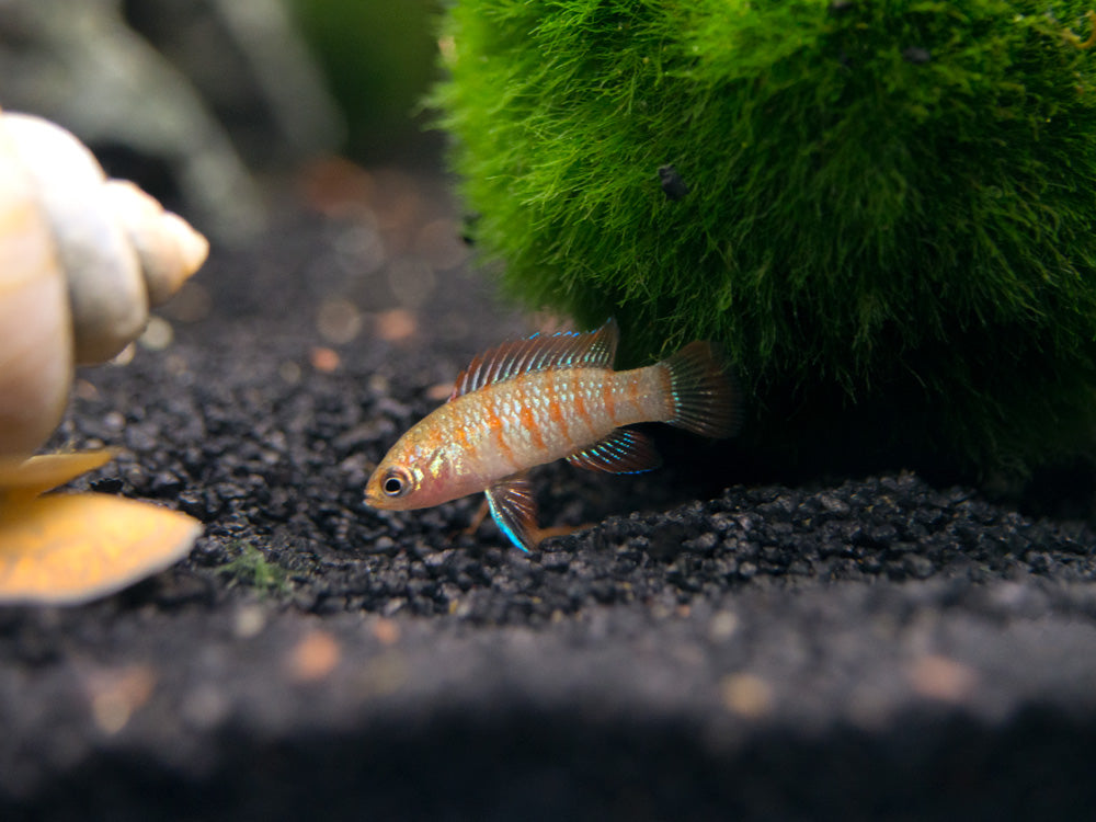 Scarlet AKA Gem Badis (Dario dario)