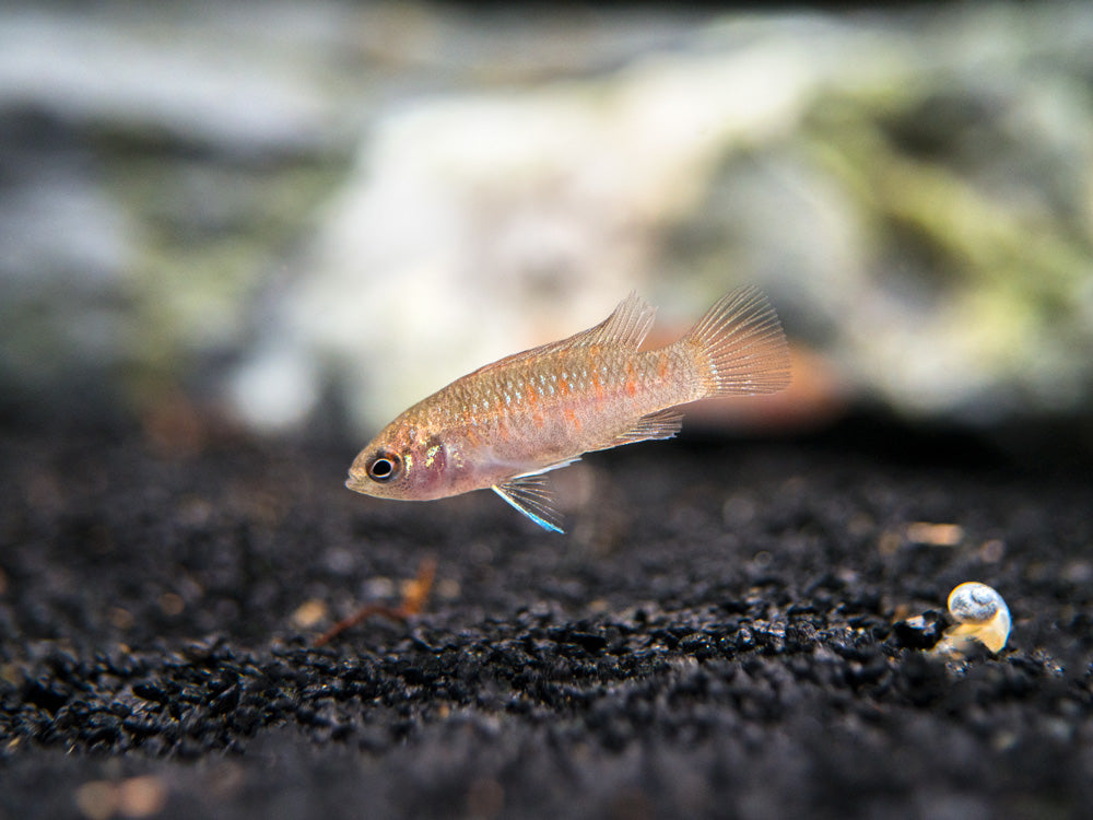 Scarlet AKA Gem Badis (Dario dario)