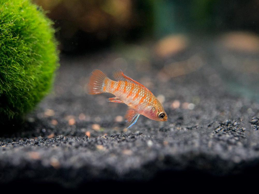 Scarlet AKA Gem Badis (Dario dario)