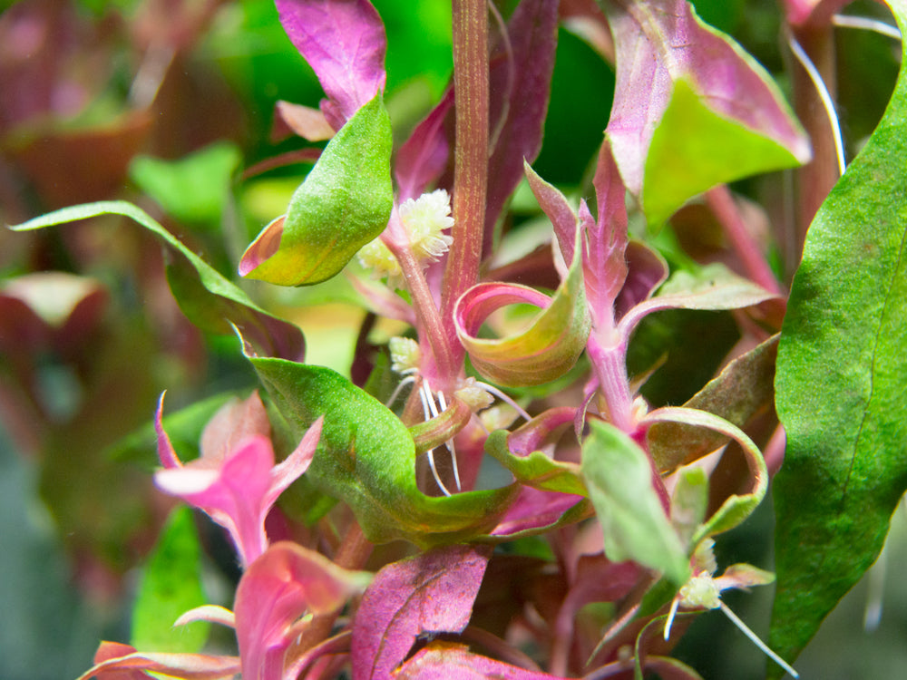 Scarlet Temple (Alternanthera reineckii), Bunched