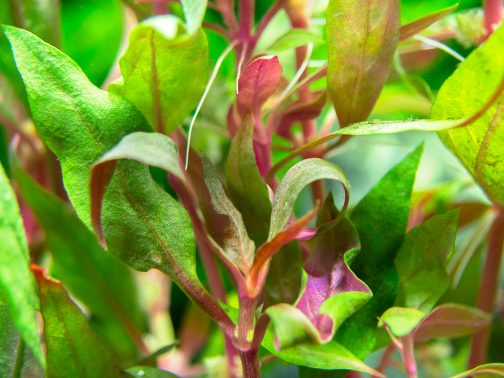 Scarlet Temple (Alternanthera reineckii)