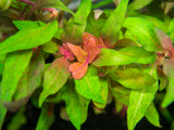 Scarlet Temple (Alternanthera reineckii), Bunched