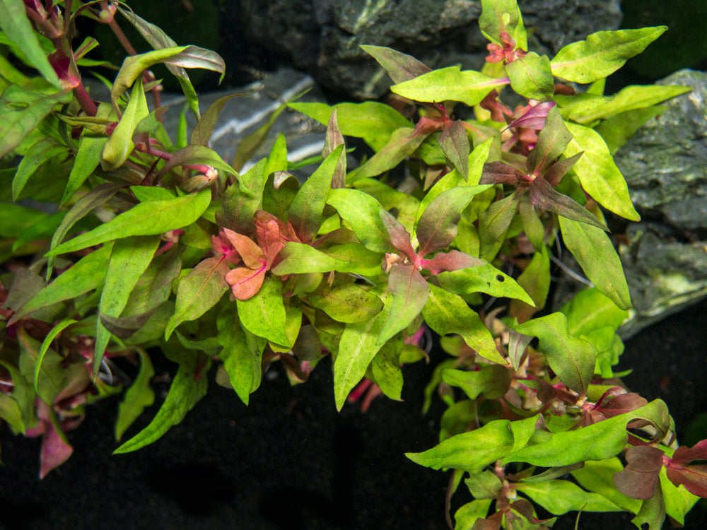 Scarlet Temple (Alternanthera reineckii)