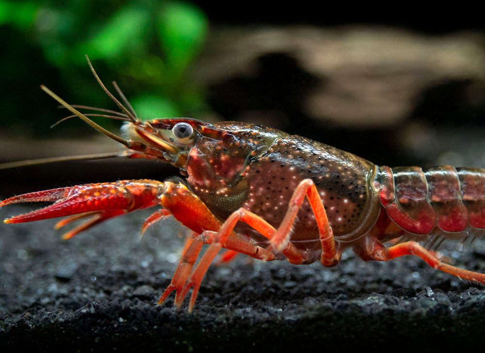 Scarlet Crayfish (Procambarus clarkii), Tank-Bred