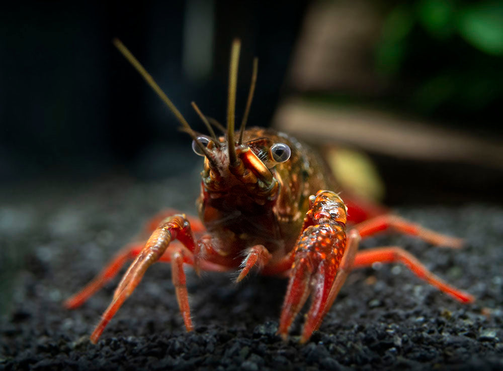 Scarlet Crayfish (Procambarus clarkii), Tank-Bred