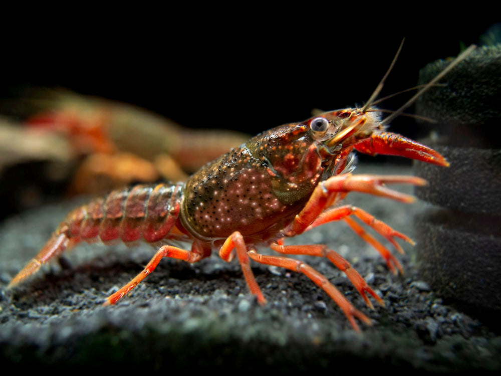 Scarlet Crayfish (Procambarus clarkii), Tank-Bred