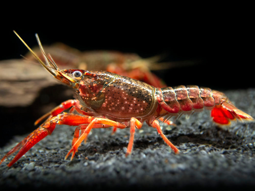 Scarlet Crayfish (Procambarus clarkii), Tank-Bred