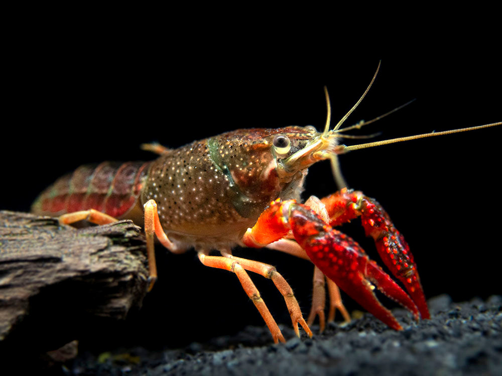 Scarlet Crayfish (Procambarus clarkii), Tank-Bred