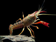 Scarlet Crayfish (Procambarus clarkii), Tank-Bred