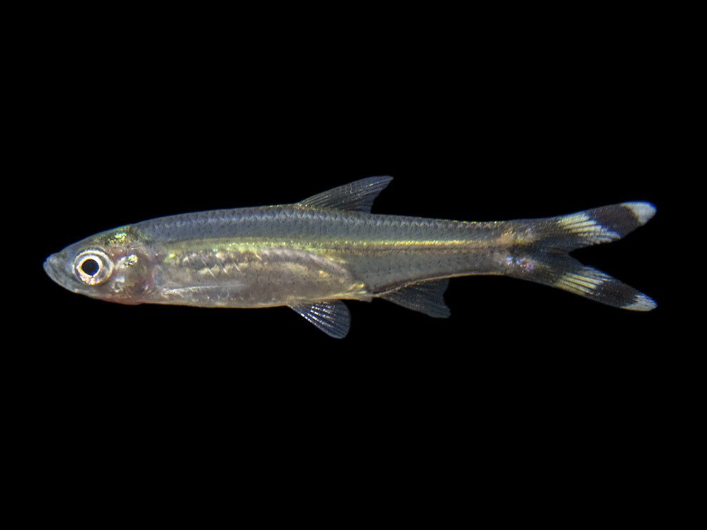 single scissortail rasbora for sale 