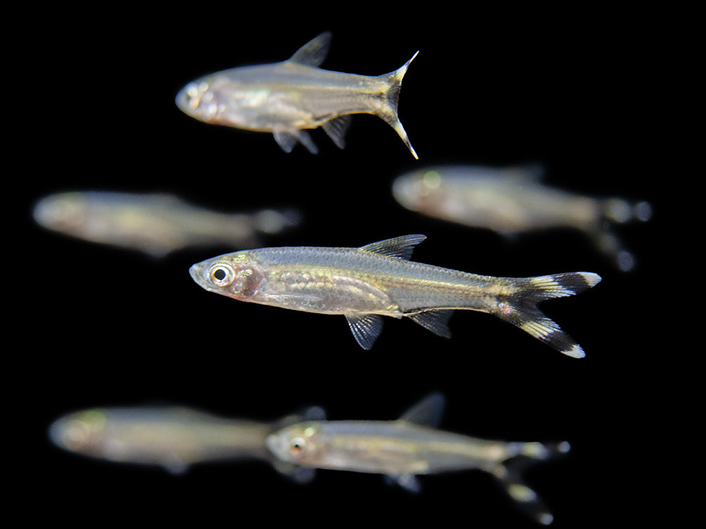 scissortail rasbora for sale 