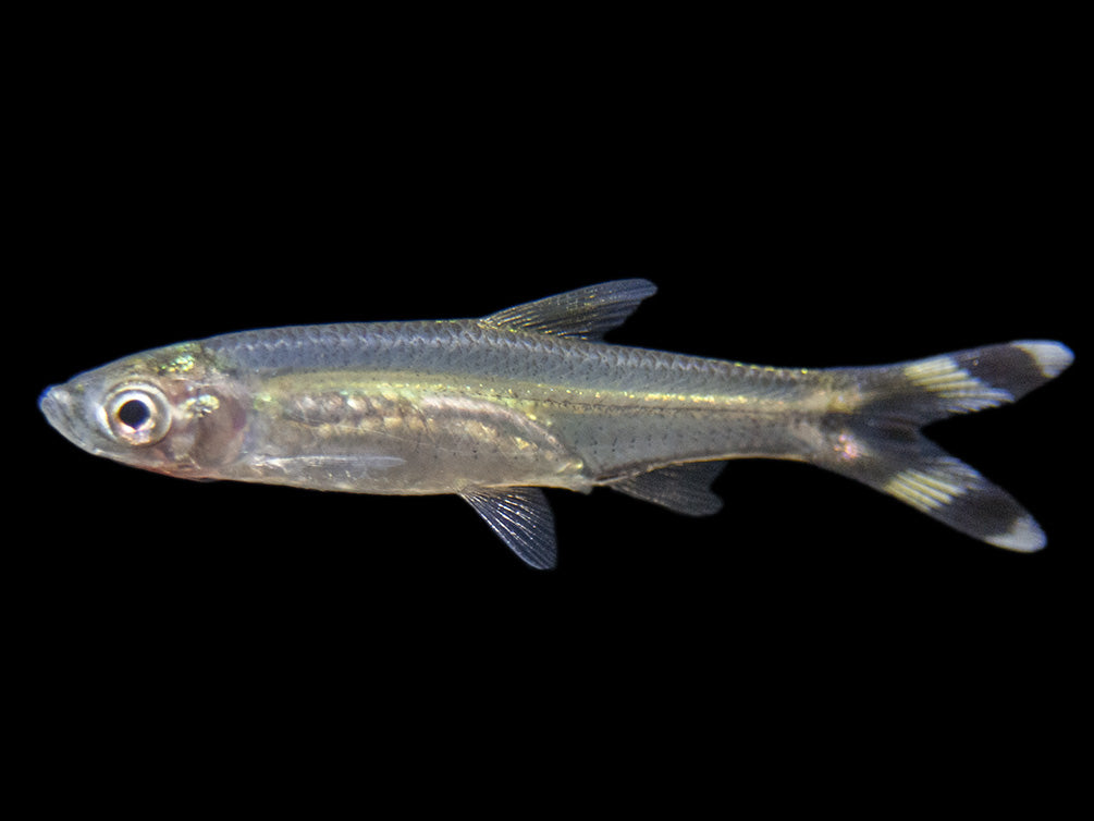 scissortail rasbora for fish tank 