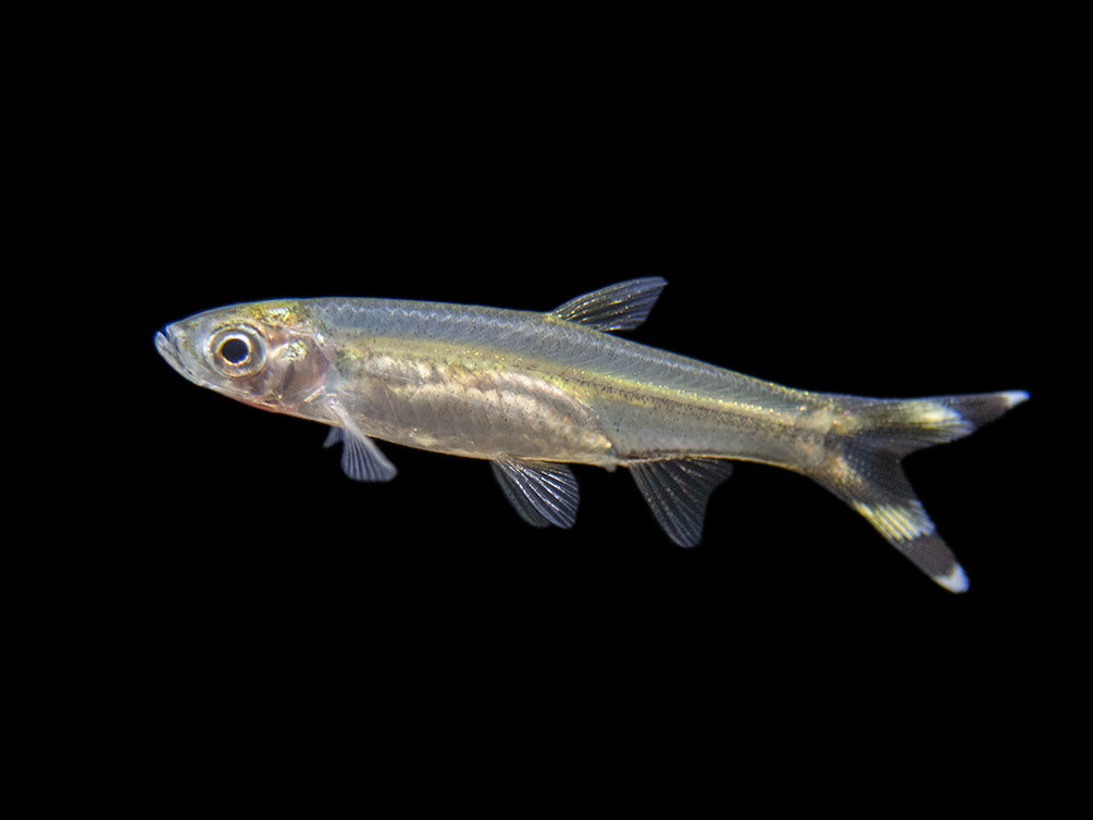scissortail rasbora 