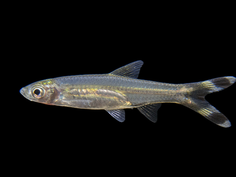 scissortail rasbora female for sale 