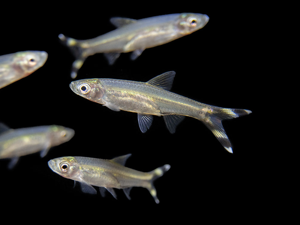 scissortail rasbora schooling fish 