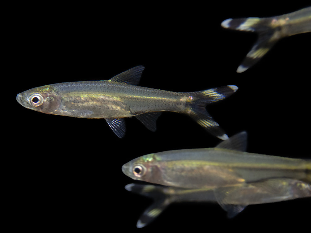 scissortail rasbora swimming 