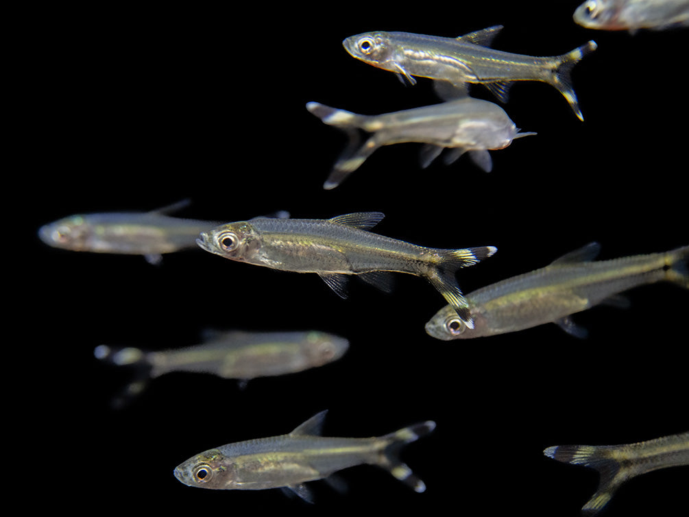 group of scissortail rasbora 