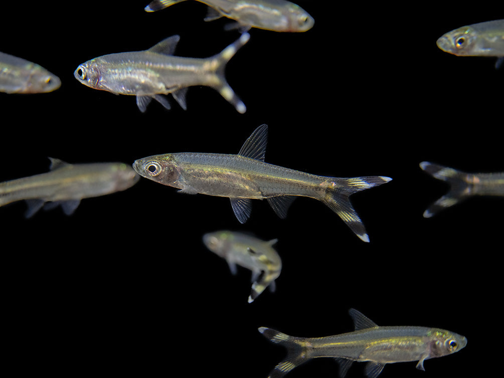 large group of scissortail rasbora for sale 