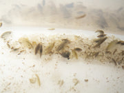 Live Scud AKA Freshwater Amphipod (Gammarus sp.) Culture - Aquatic Arts