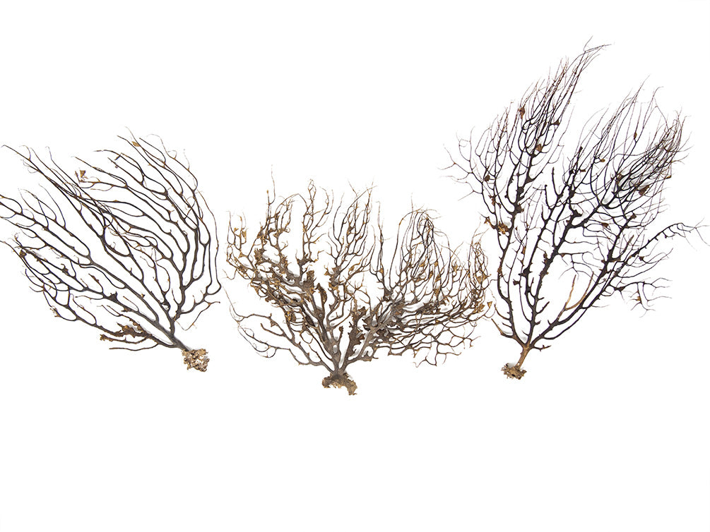 Natural Coral Sea Fan Décor